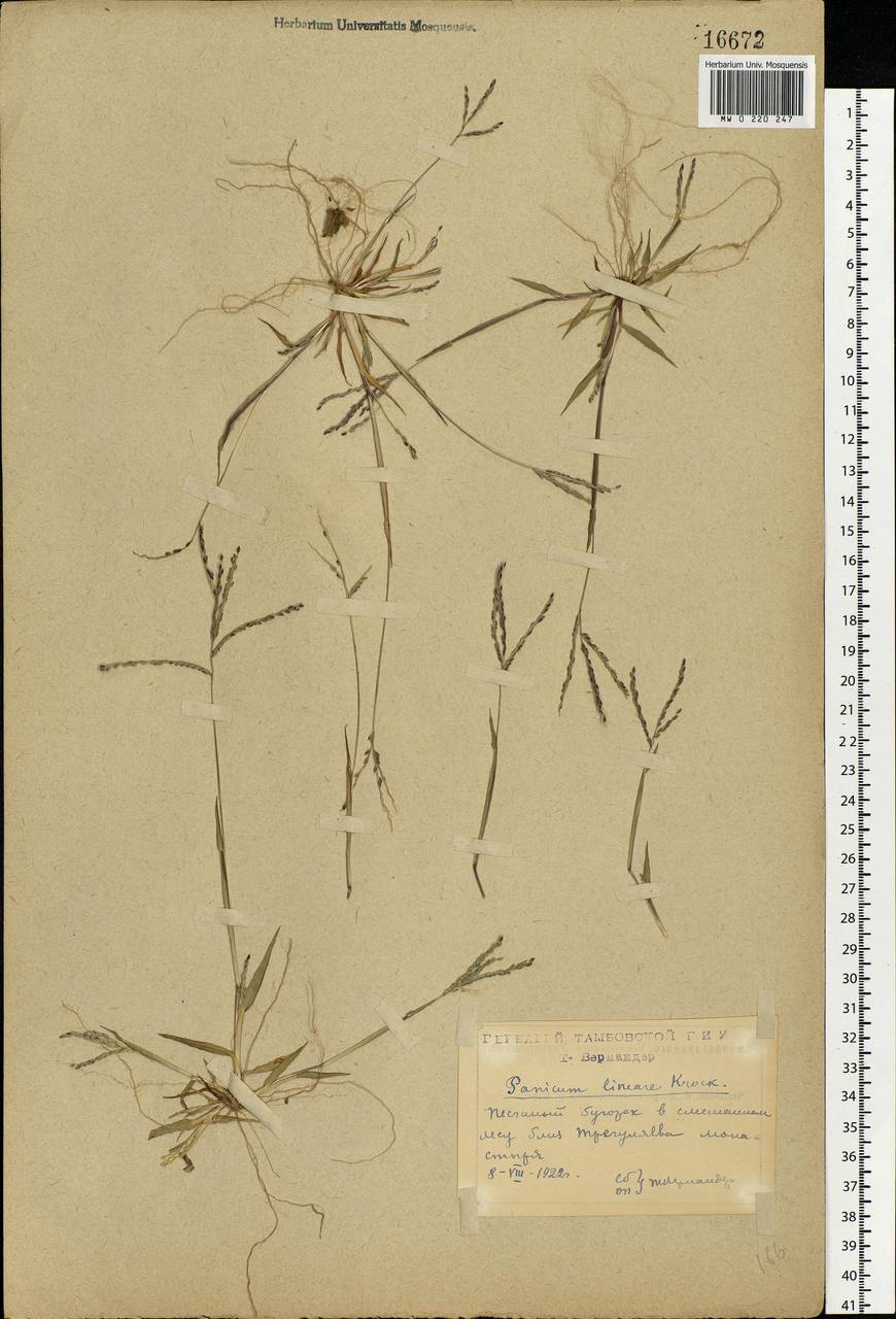 Digitaria ischaemum (Schreb.) Muhl., Eastern Europe, Central forest-and-steppe region (E6) (Russia)