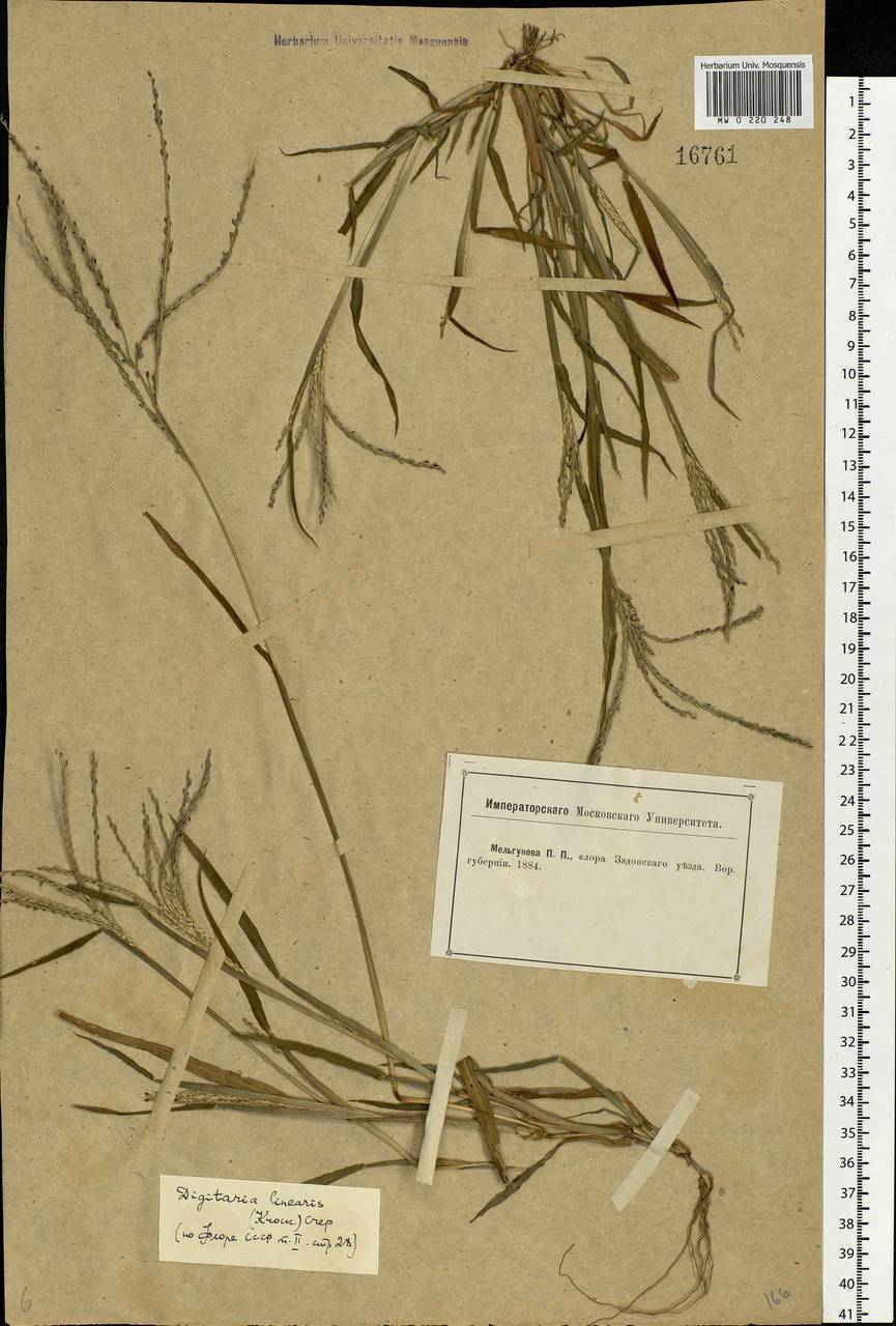 Digitaria ischaemum (Schreb.) Muhl., Eastern Europe, Central forest-and-steppe region (E6) (Russia)