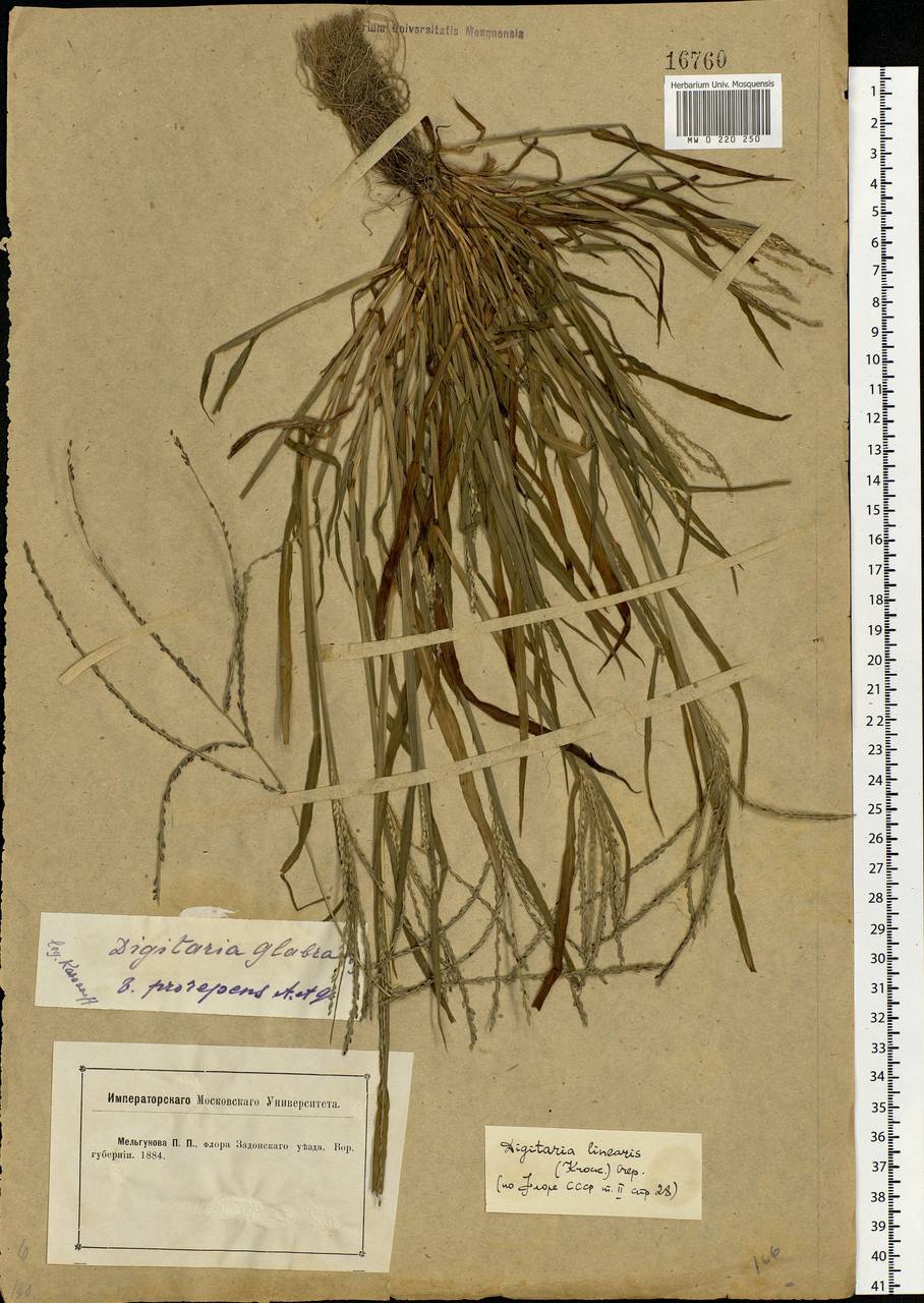 Digitaria ischaemum (Schreb.) Muhl., Eastern Europe, Central forest-and-steppe region (E6) (Russia)