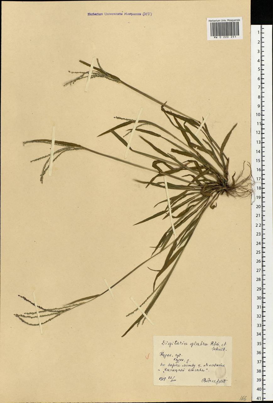 Digitaria ischaemum (Schreb.) Muhl., Eastern Europe, Central forest-and-steppe region (E6) (Russia)