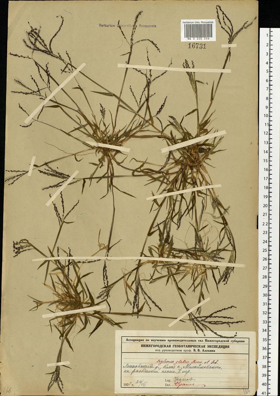 Digitaria ischaemum (Schreb.) Muhl., Eastern Europe, Volga-Kama region (E7) (Russia)