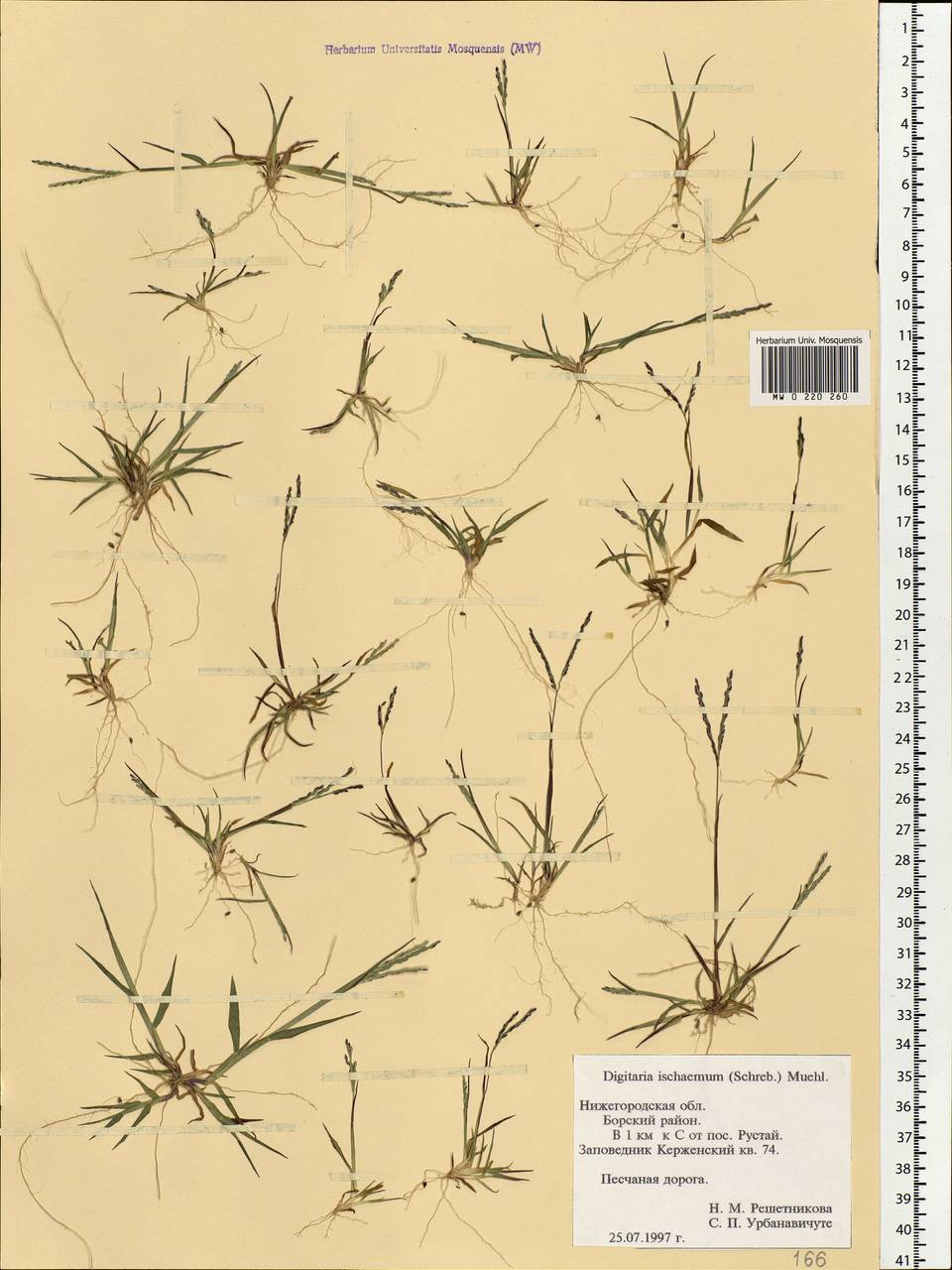 Digitaria ischaemum (Schreb.) Muhl., Eastern Europe, Volga-Kama region (E7) (Russia)