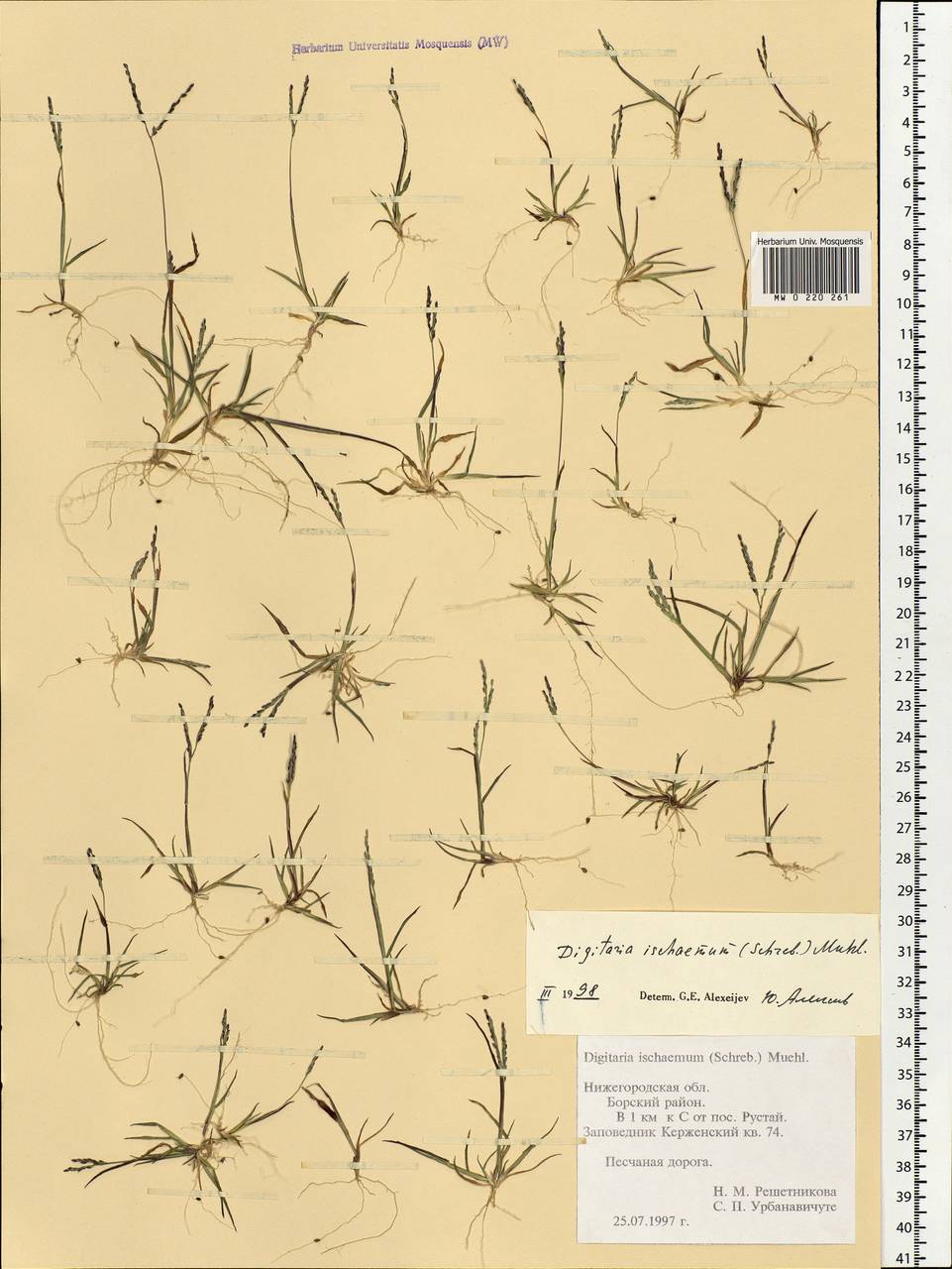 Digitaria ischaemum (Schreb.) Muhl., Eastern Europe, Volga-Kama region (E7) (Russia)