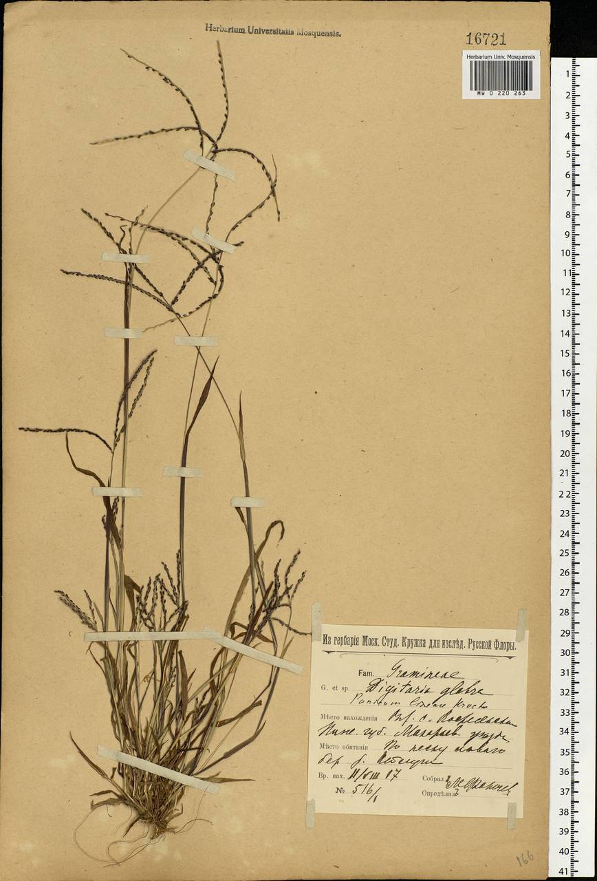 Digitaria ischaemum (Schreb.) Muhl., Eastern Europe, Volga-Kama region (E7) (Russia)