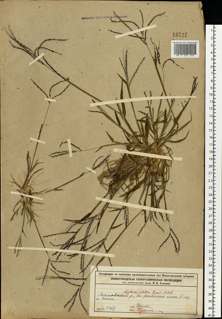 Digitaria ischaemum (Schreb.) Muhl., Eastern Europe, Volga-Kama region (E7) (Russia)