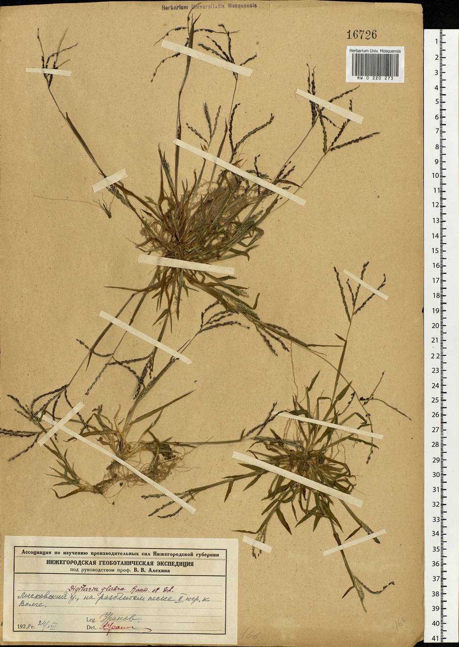 Digitaria ischaemum (Schreb.) Muhl., Eastern Europe, Volga-Kama region (E7) (Russia)