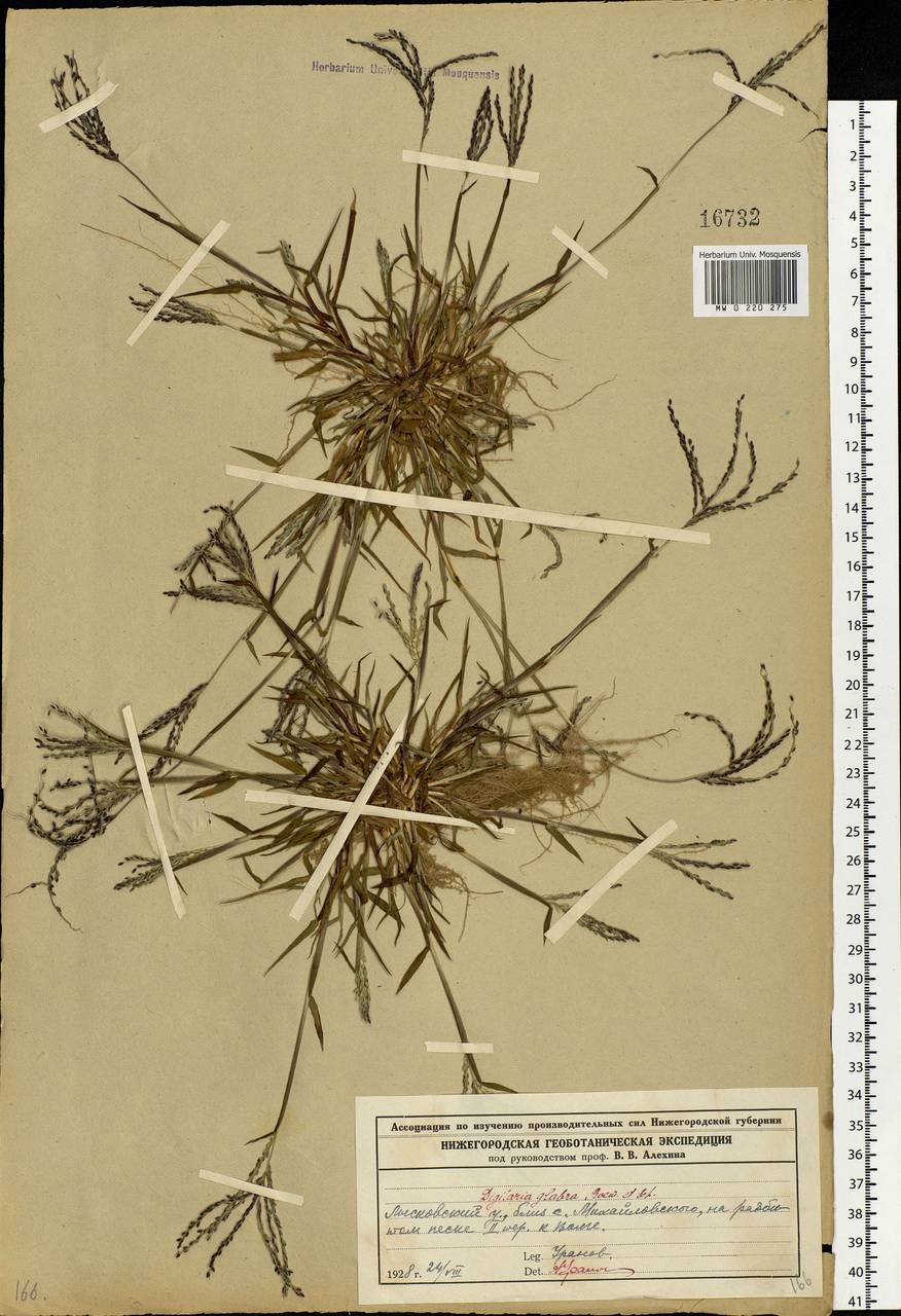 Digitaria ischaemum (Schreb.) Muhl., Eastern Europe, Volga-Kama region (E7) (Russia)