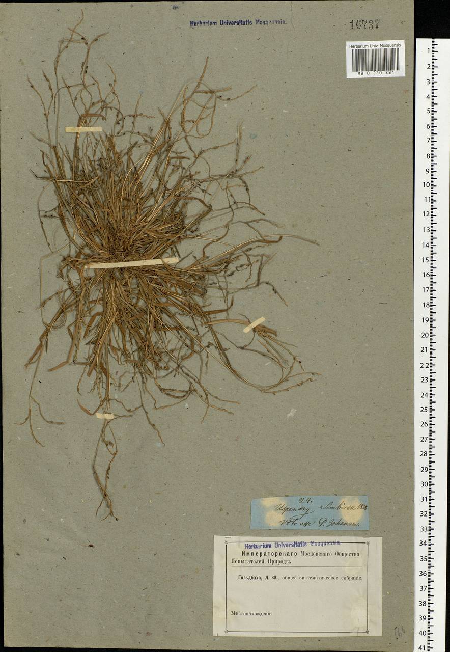 Digitaria ischaemum (Schreb.) Muhl., Eastern Europe, Middle Volga region (E8) (Russia)