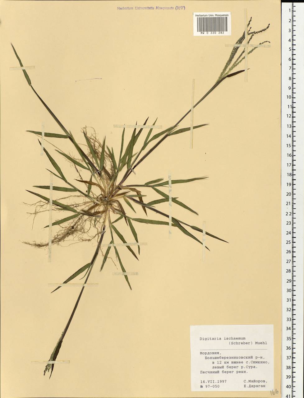 Digitaria ischaemum (Schreb.) Muhl., Eastern Europe, Middle Volga region (E8) (Russia)