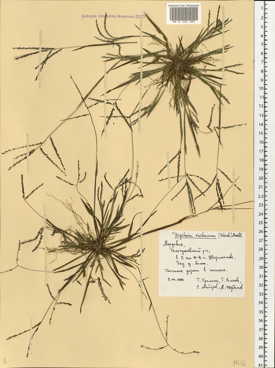 Digitaria ischaemum (Schreb.) Muhl., Eastern Europe, Middle Volga region (E8) (Russia)