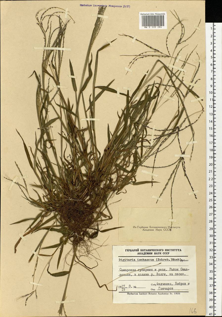 Digitaria ischaemum (Schreb.) Muhl., Eastern Europe, Middle Volga region (E8) (Russia)