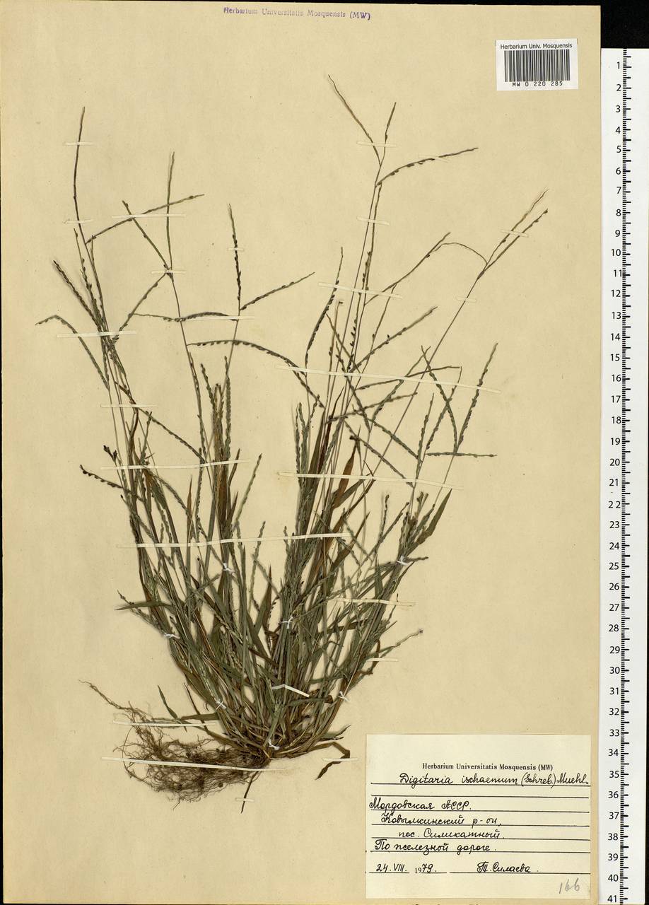 Digitaria ischaemum (Schreb.) Muhl., Eastern Europe, Middle Volga region (E8) (Russia)