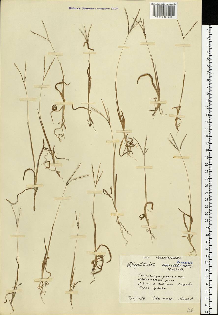 Digitaria ischaemum (Schreb.) Muhl., Eastern Europe, Lower Volga region (E9) (Russia)