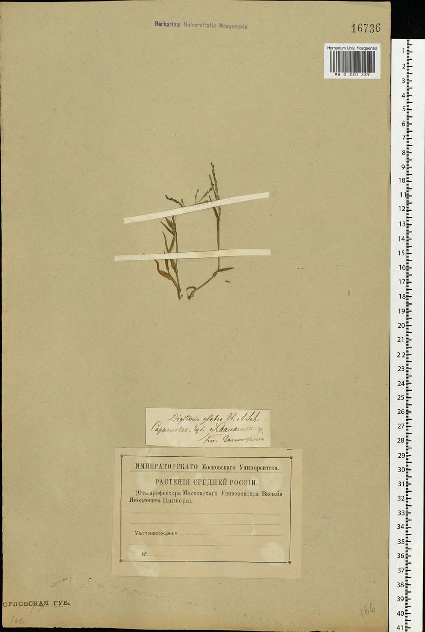 Digitaria ischaemum (Schreb.) Muhl., Eastern Europe, Lower Volga region (E9) (Russia)