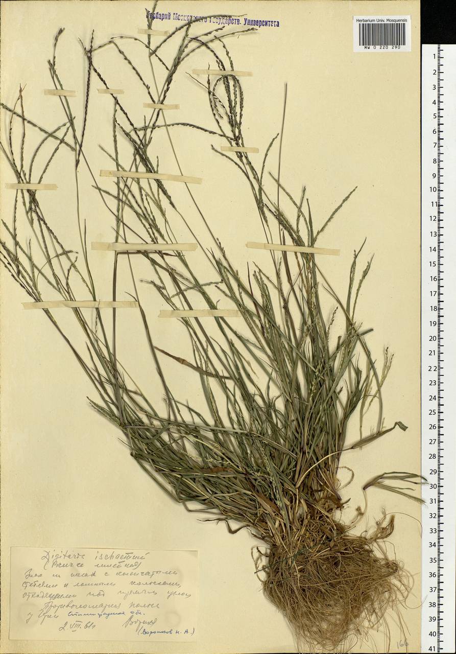 Digitaria ischaemum (Schreb.) Muhl., Eastern Europe, Lower Volga region (E9) (Russia)