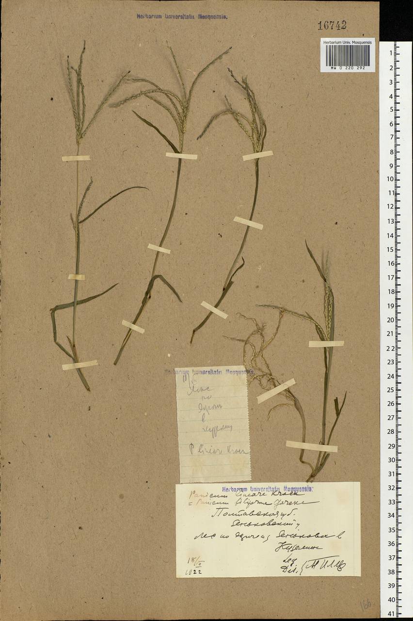 Digitaria ischaemum (Schreb.) Muhl., Eastern Europe, North Ukrainian region (E11) (Ukraine)