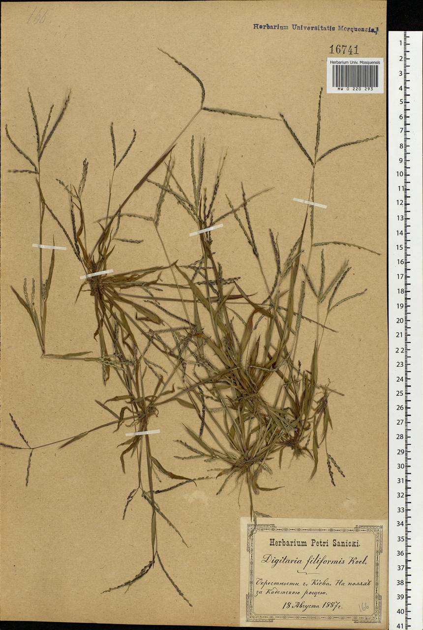 Digitaria ischaemum (Schreb.) Muhl., Eastern Europe, North Ukrainian region (E11) (Ukraine)
