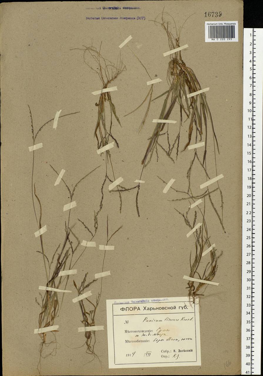 Digitaria ischaemum (Schreb.) Muhl., Eastern Europe, North Ukrainian region (E11) (Ukraine)
