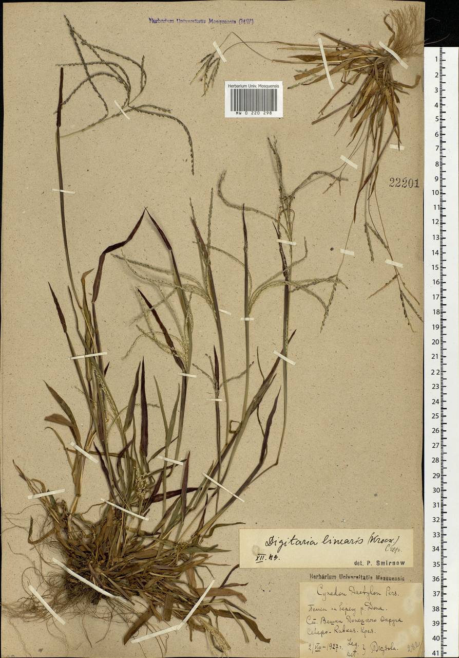 Digitaria ischaemum (Schreb.) Muhl., Eastern Europe, Rostov Oblast (E12a) (Russia)