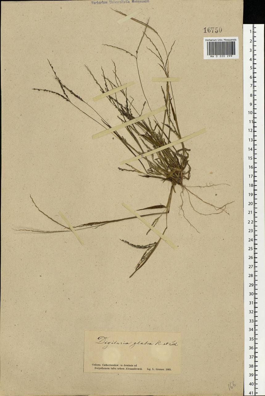 Digitaria ischaemum (Schreb.) Muhl., Eastern Europe, South Ukrainian region (E12) (Ukraine)