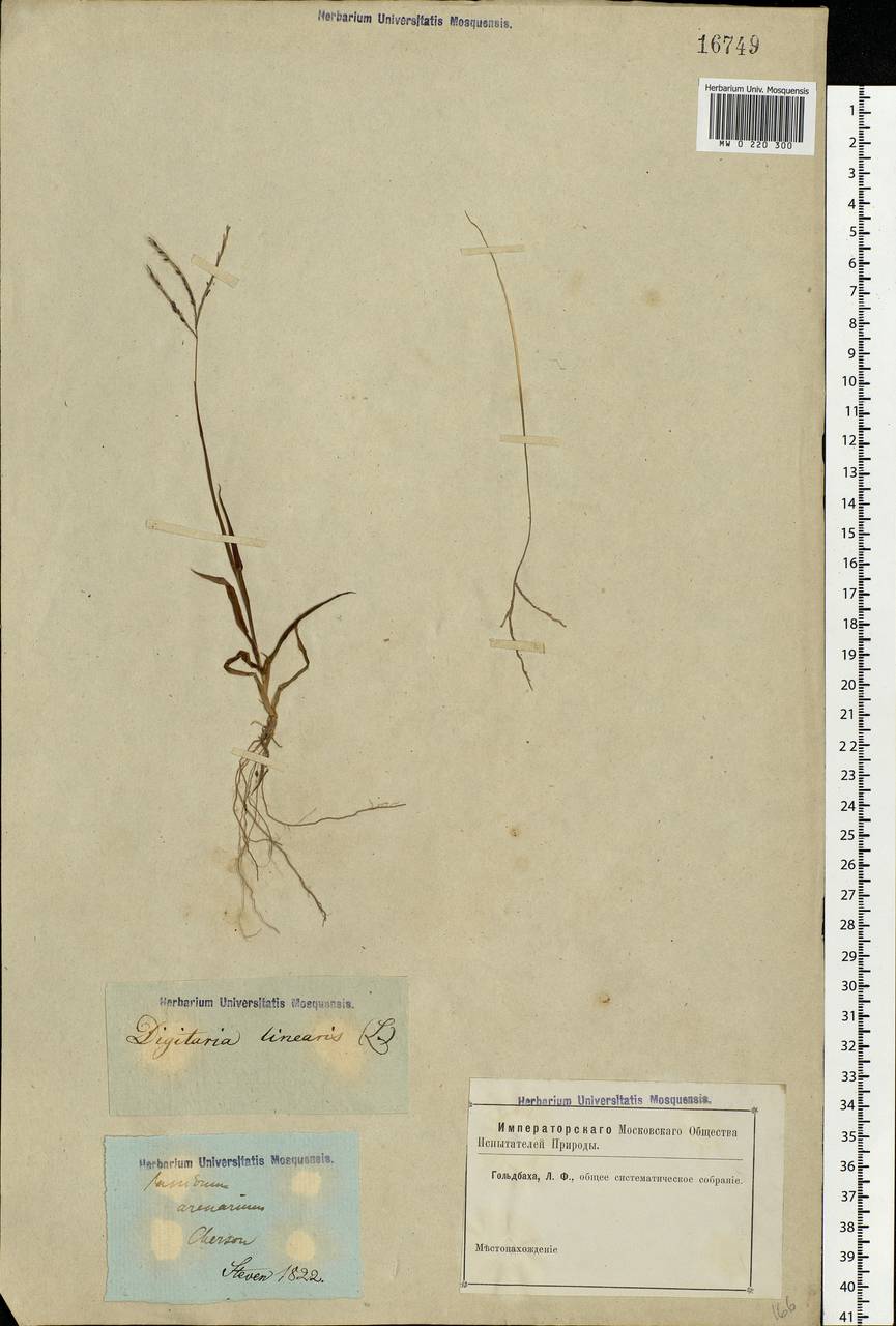 Digitaria ischaemum (Schreb.) Muhl., Eastern Europe, South Ukrainian region (E12) (Ukraine)