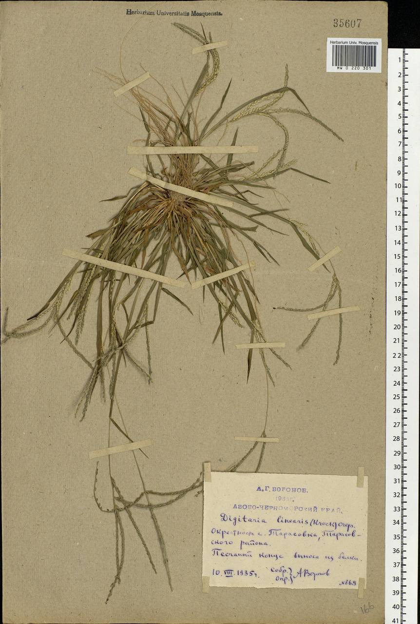 Digitaria ischaemum (Schreb.) Muhl., Eastern Europe, Rostov Oblast (E12a) (Russia)