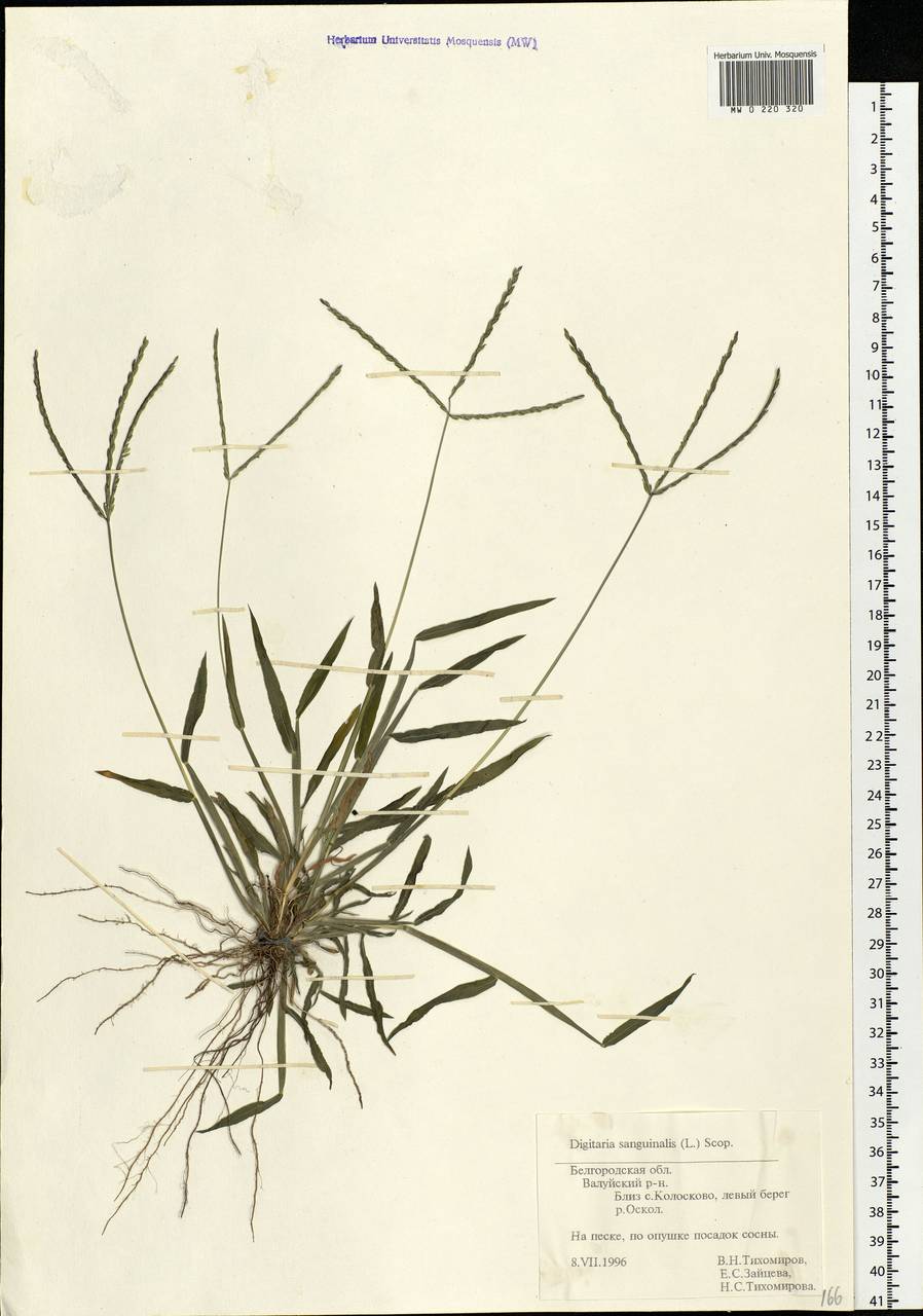 Digitaria sanguinalis (L.) Scop., Eastern Europe, Central forest-and-steppe region (E6) (Russia)