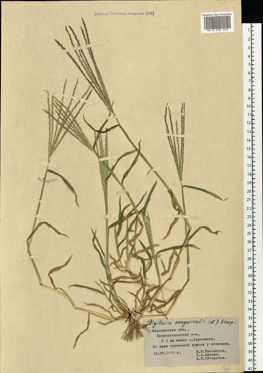 Digitaria sanguinalis (L.) Scop., Eastern Europe, Central forest-and-steppe region (E6) (Russia)