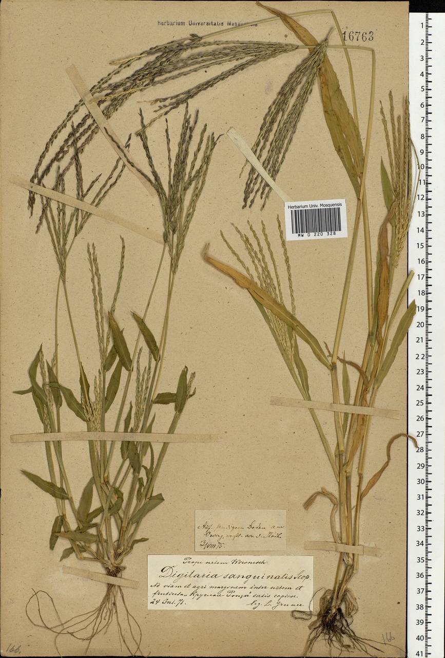 Digitaria sanguinalis (L.) Scop., Eastern Europe, Central forest-and-steppe region (E6) (Russia)