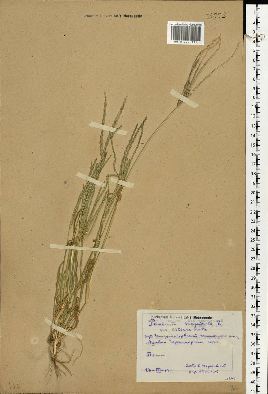 Digitaria sanguinalis (L.) Scop., Eastern Europe, Rostov Oblast (E12a) (Russia)