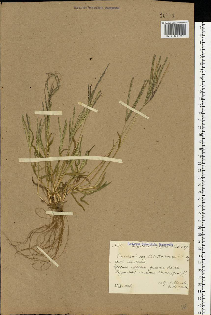 Digitaria sanguinalis (L.) Scop., Eastern Europe, Rostov Oblast (E12a) (Russia)