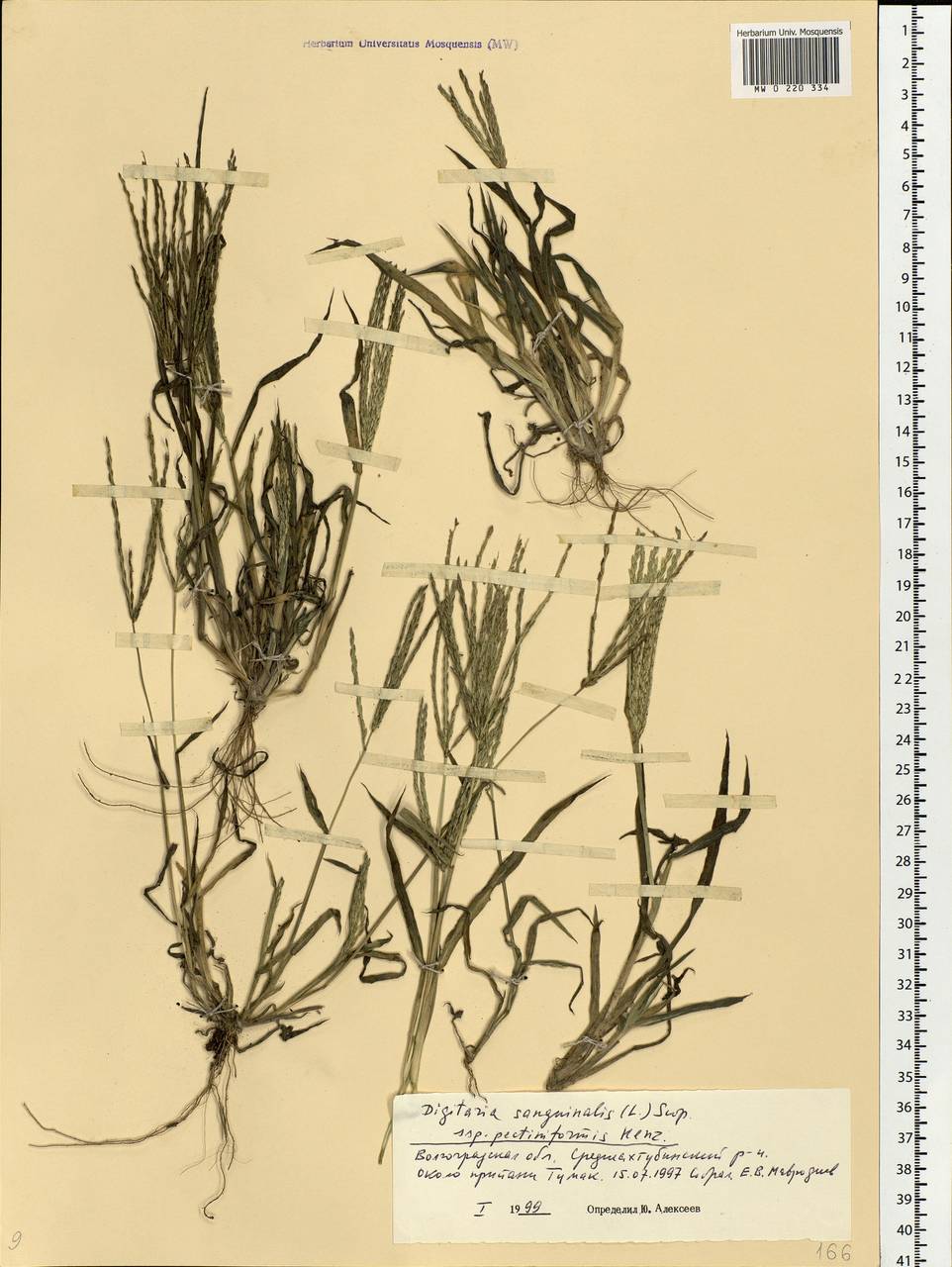 Digitaria sanguinalis (L.) Scop., Eastern Europe, Lower Volga region (E9) (Russia)