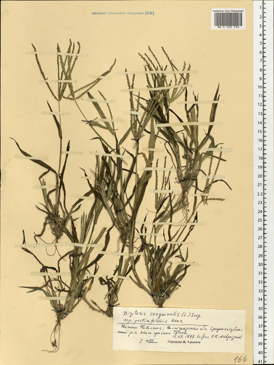 Digitaria sanguinalis (L.) Scop., Eastern Europe, Lower Volga region (E9) (Russia)