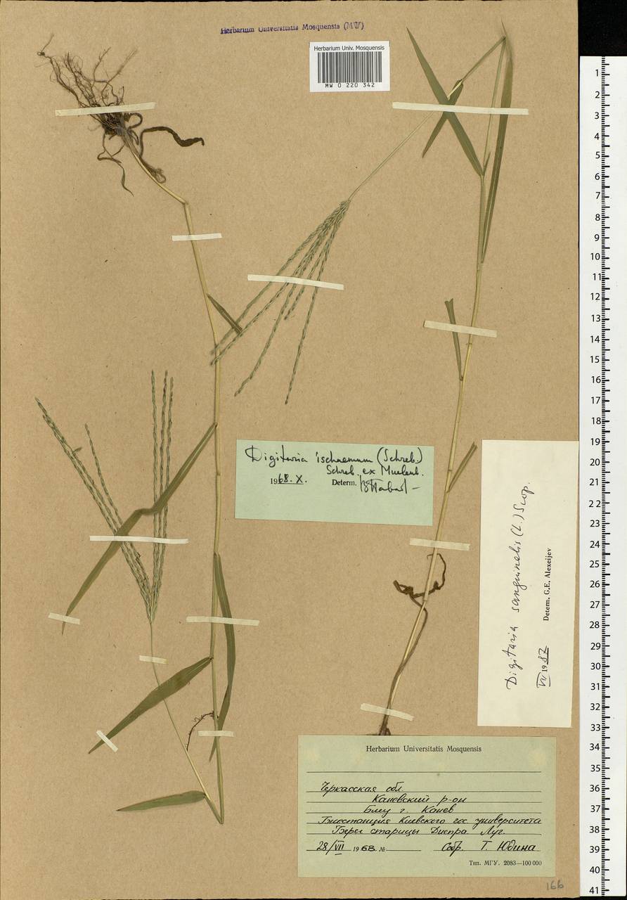 Digitaria sanguinalis (L.) Scop., Eastern Europe, South Ukrainian region (E12) (Ukraine)