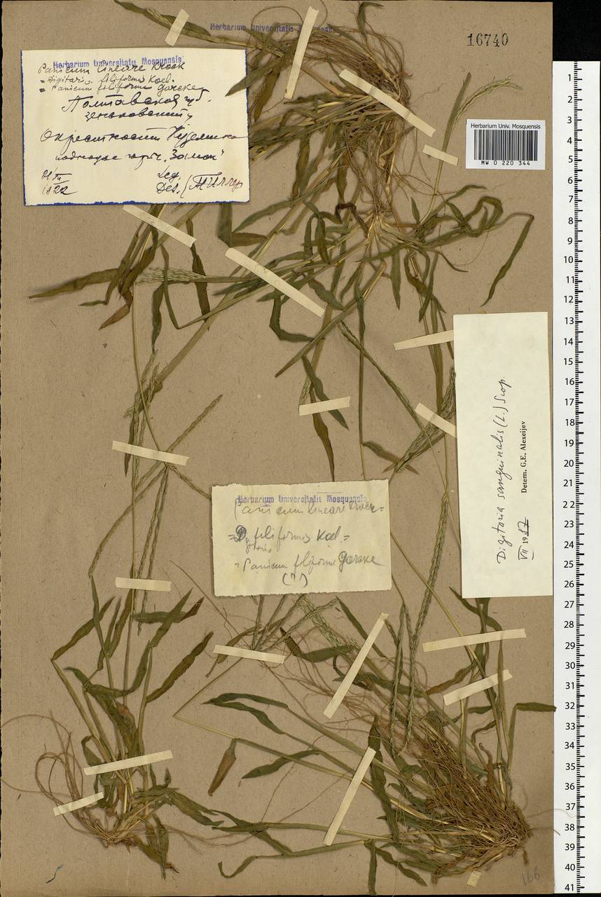 Digitaria sanguinalis (L.) Scop., Eastern Europe, North Ukrainian region (E11) (Ukraine)