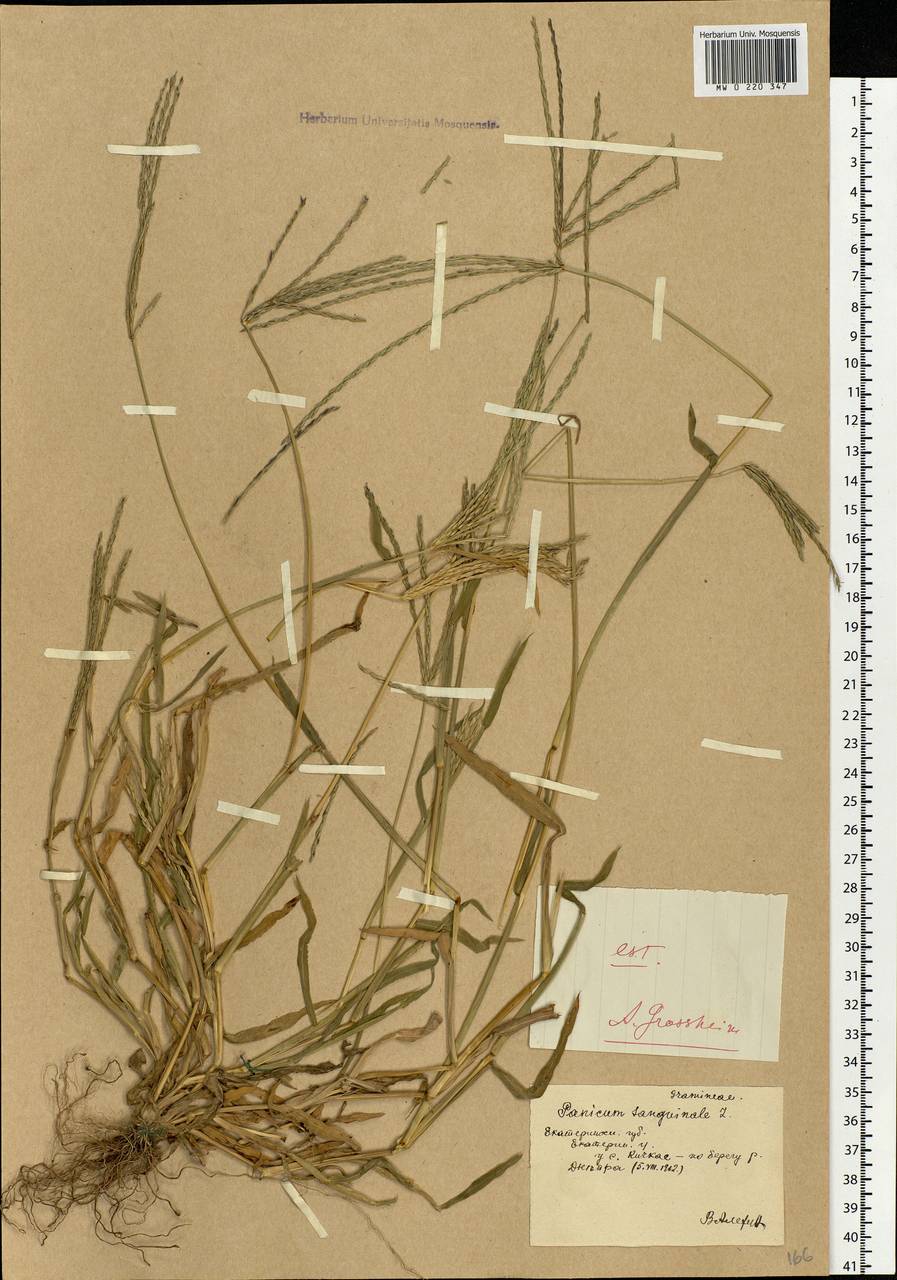 Digitaria sanguinalis (L.) Scop., Eastern Europe, South Ukrainian region (E12) (Ukraine)