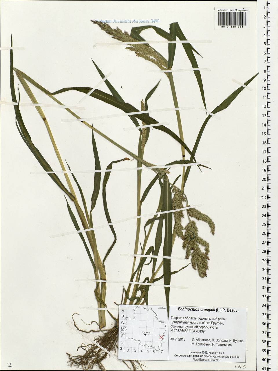 Echinochloa crus-galli (L.) P.Beauv., Eastern Europe, North-Western region (E2) (Russia)