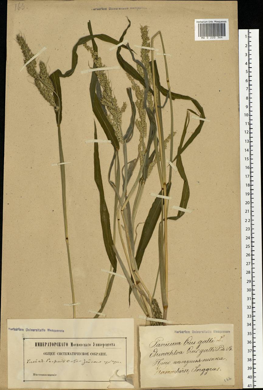 Echinochloa crus-galli (L.) P.Beauv., Eastern Europe, Latvia (E2b) (Latvia)