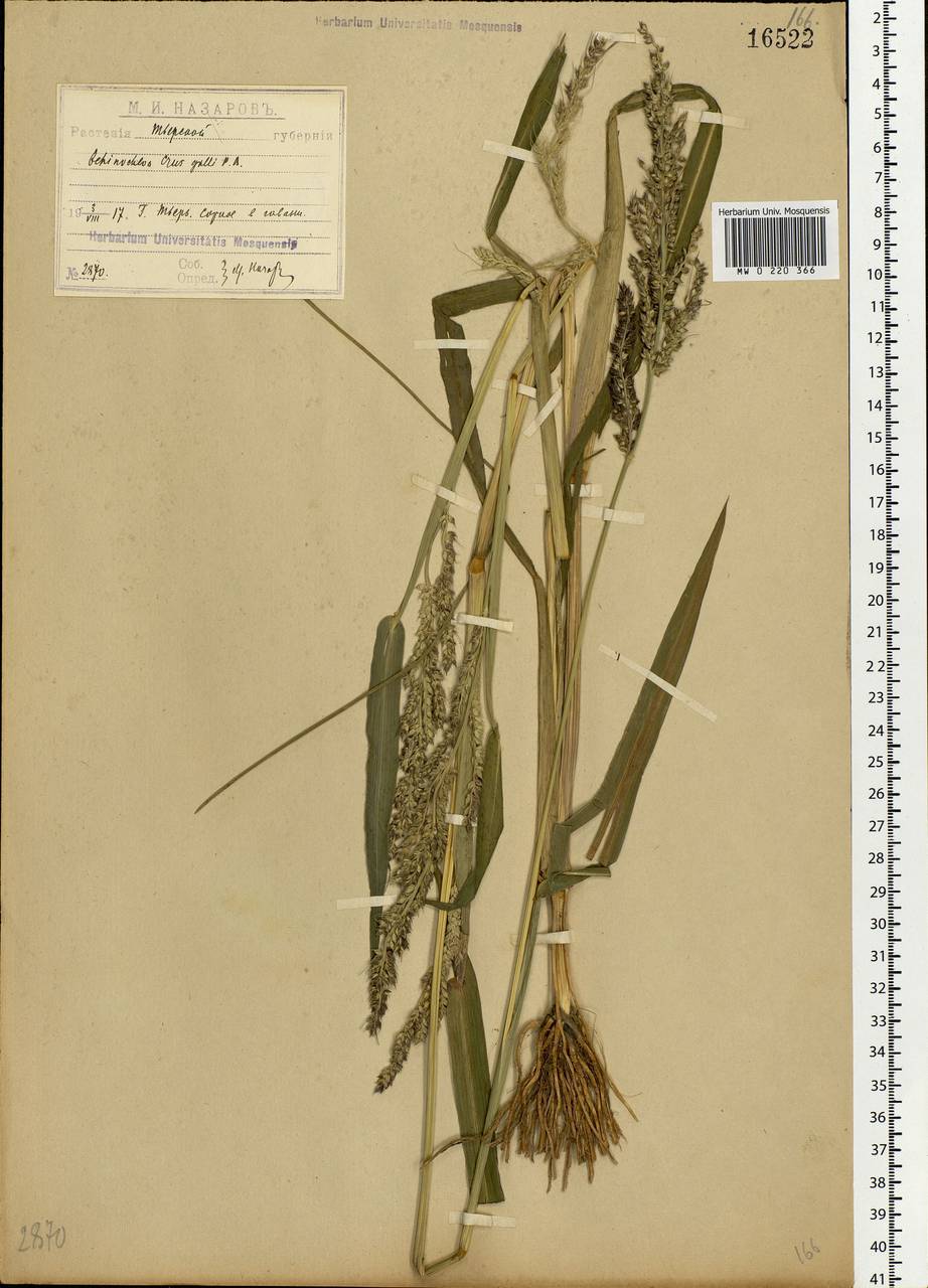 Echinochloa crus-galli (L.) P.Beauv., Eastern Europe, North-Western region (E2) (Russia)