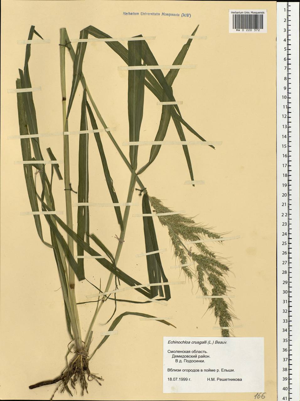 Echinochloa crus-galli (L.) P.Beauv., Eastern Europe, Western region (E3) (Russia)