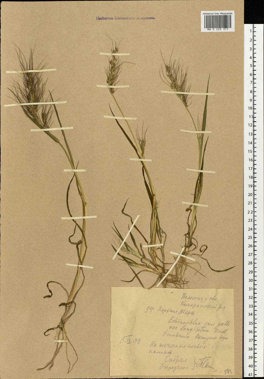 Echinochloa crus-galli (L.) P.Beauv., Eastern Europe, Belarus (E3a) (Belarus)
