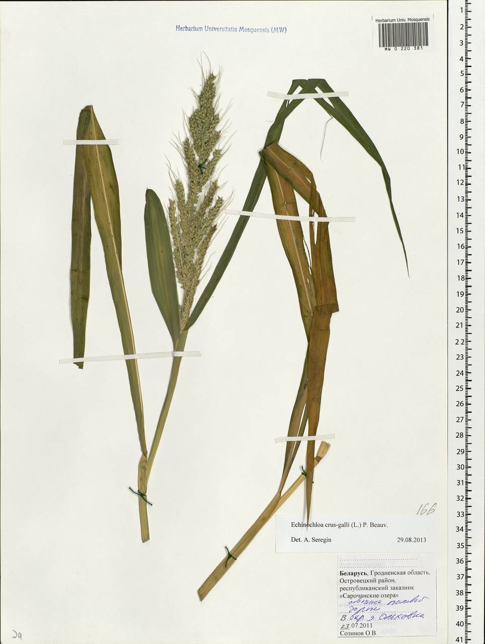 Echinochloa crus-galli (L.) P.Beauv., Eastern Europe, Belarus (E3a) (Belarus)