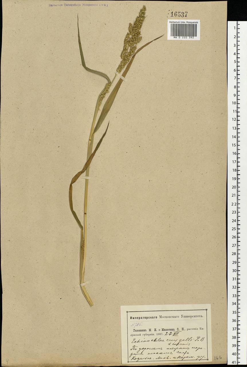 Echinochloa crus-galli (L.) P.Beauv., Eastern Europe, Central region (E4) (Russia)