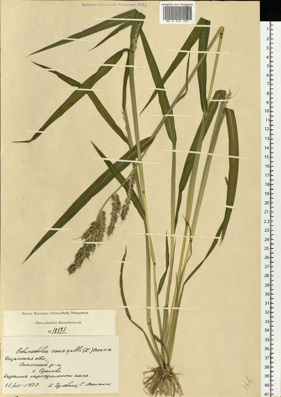 Echinochloa crus-galli (L.) P.Beauv., Eastern Europe, Central region (E4) (Russia)