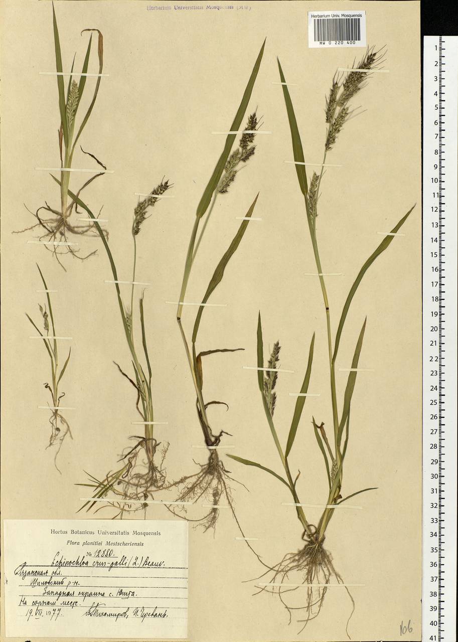 Echinochloa crus-galli (L.) P.Beauv., Eastern Europe, Central region (E4) (Russia)