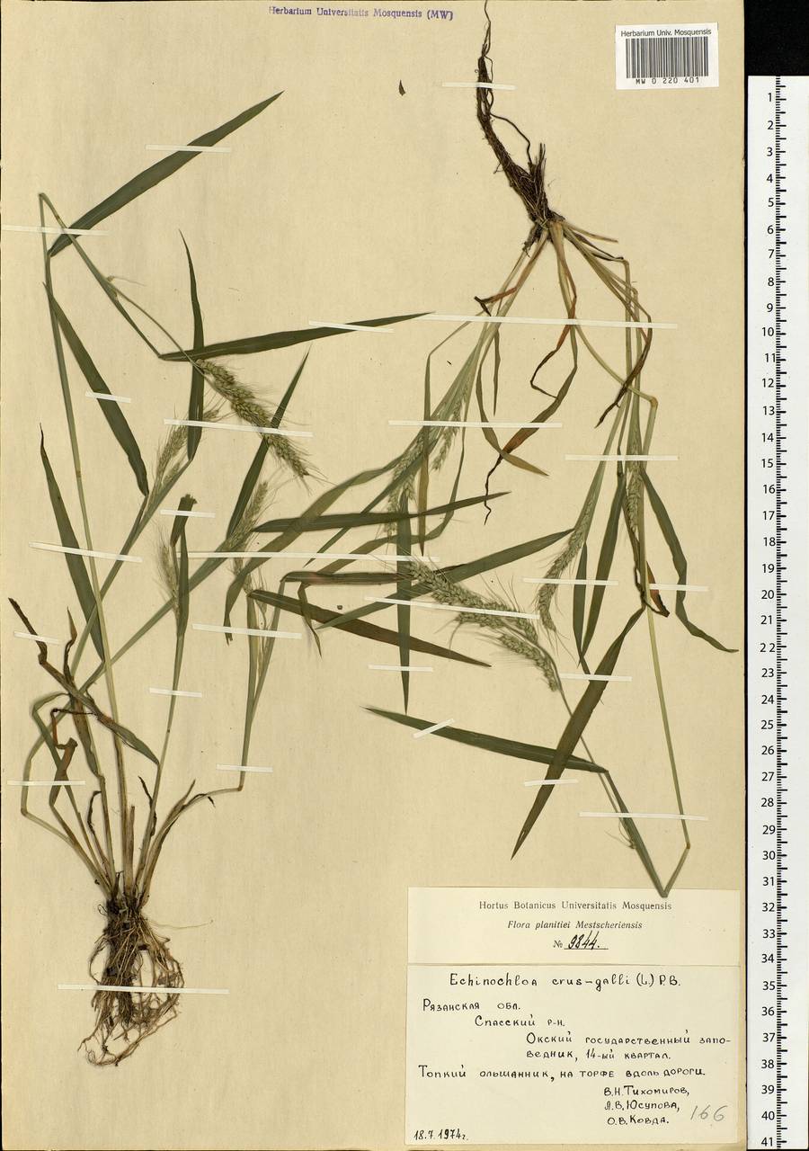 Echinochloa crus-galli (L.) P.Beauv., Eastern Europe, Central region (E4) (Russia)