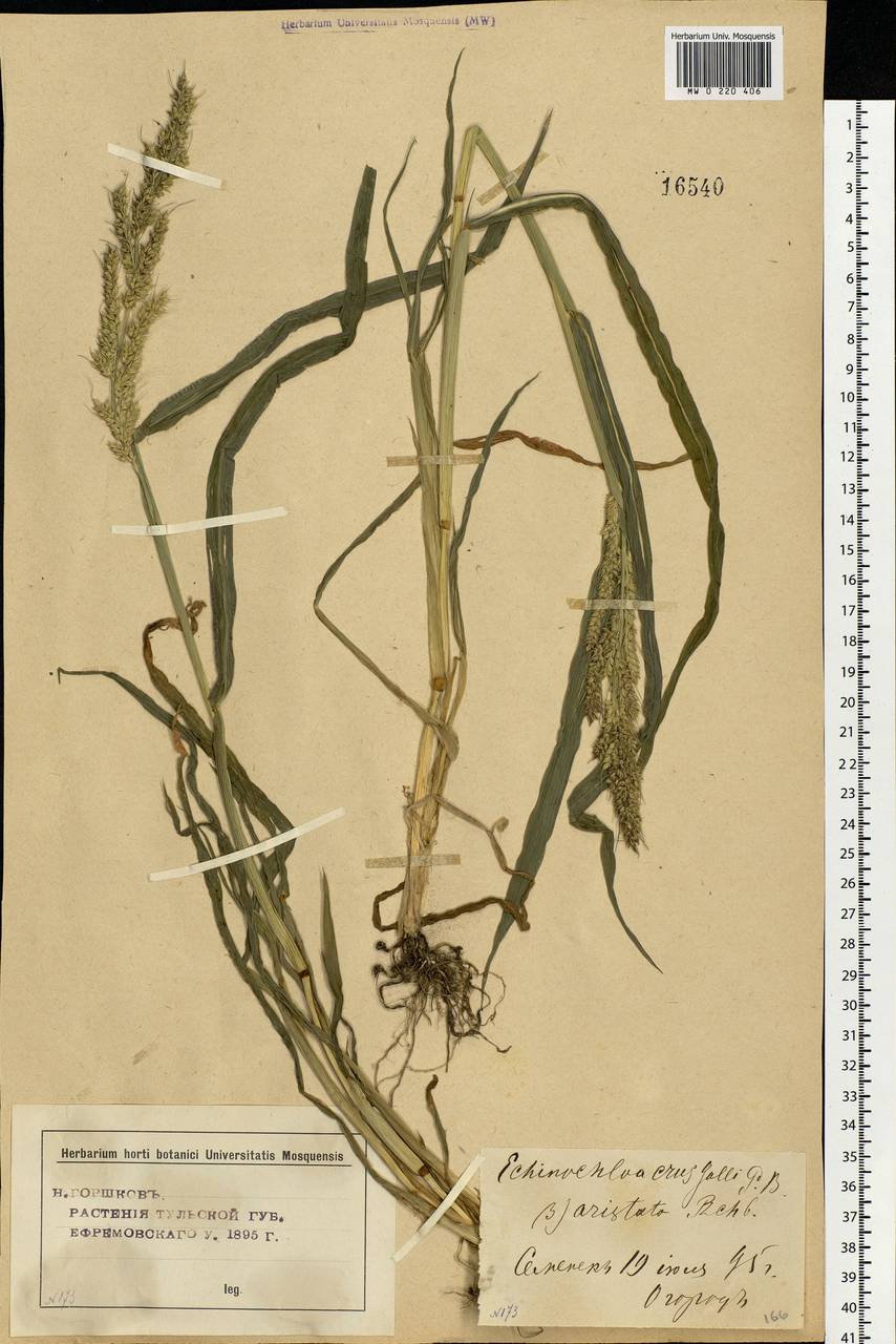 Echinochloa crus-galli (L.) P.Beauv., Eastern Europe, Central forest-and-steppe region (E6) (Russia)