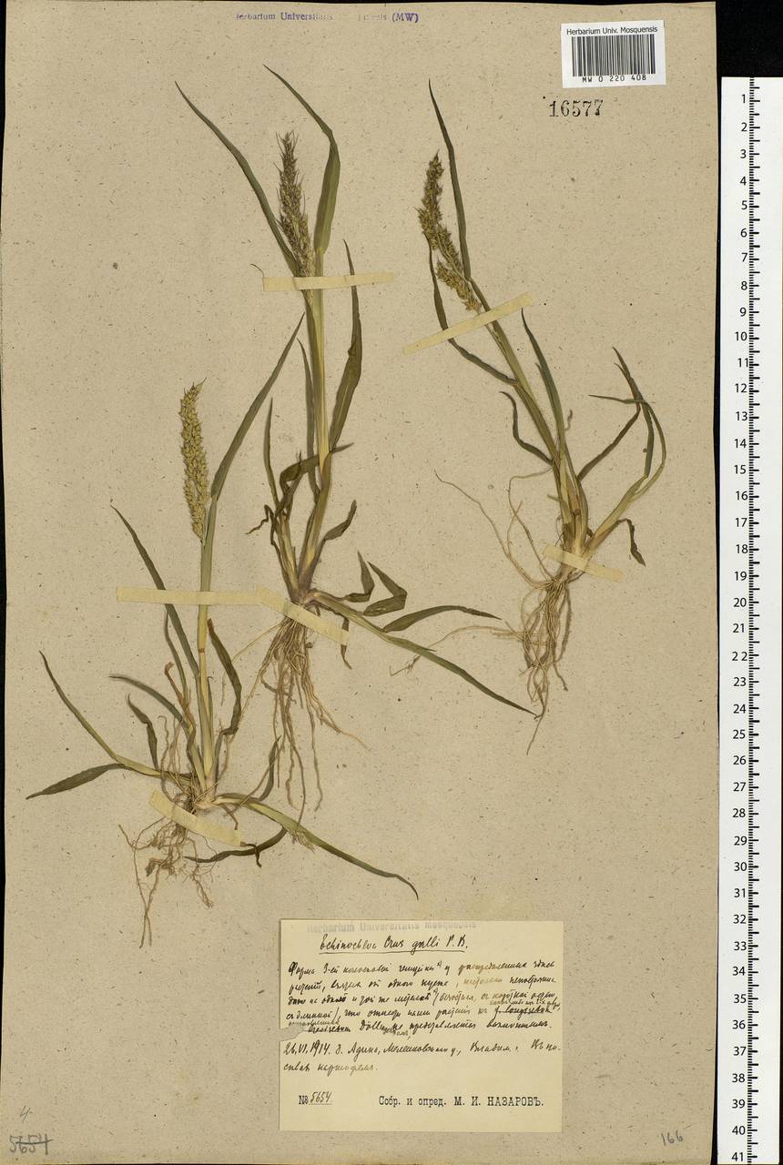 Echinochloa crus-galli (L.) P.Beauv., Eastern Europe, Central region (E4) (Russia)