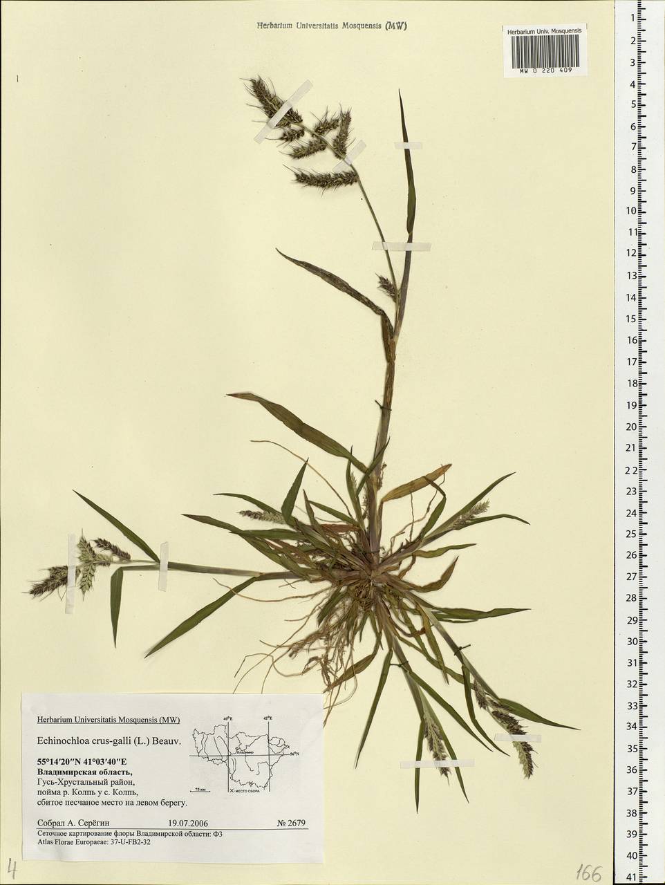 Echinochloa crus-galli (L.) P.Beauv., Eastern Europe, Central region (E4) (Russia)