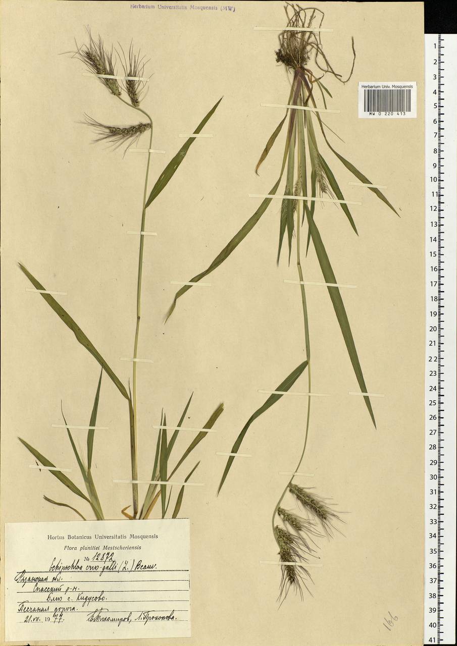 Echinochloa crus-galli (L.) P.Beauv., Eastern Europe, Central region (E4) (Russia)